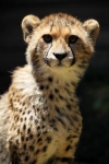 Cheetah portrait